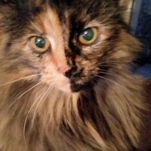 Meet your Posher, Beatrice